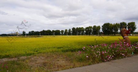 金黄水稻田图片