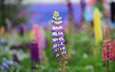 紫色花朵植物草地背景图片