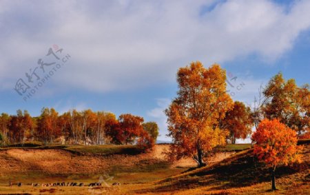 深秋时节的草原风景图片