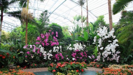 北京植物园温室鲜花图片