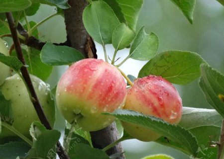 枝头的苹果图片