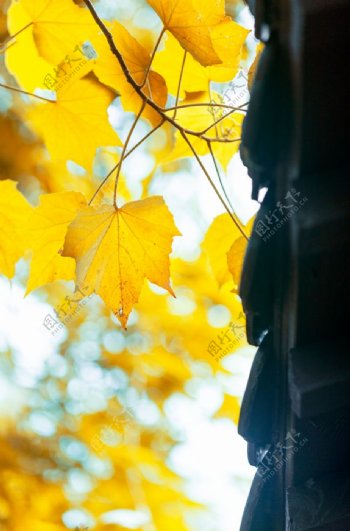 秋天枫叶黄色自然背景海报素材图片