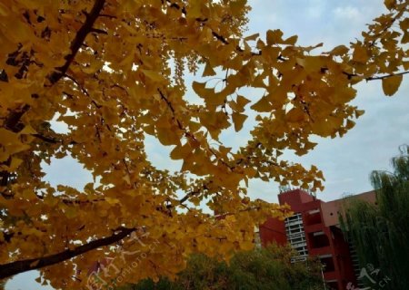 黄叶下的秋天图片