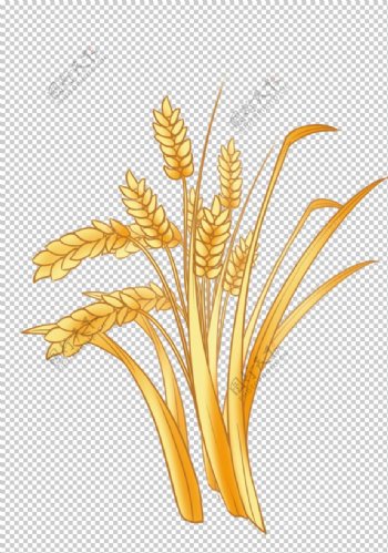 水稻麦子图片