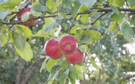 树枝上的苹果图片