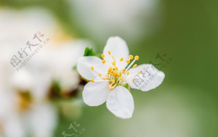春天的白梅树花图片