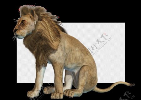 狮子狮子王图片