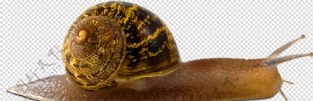 蜗牛龟速图片