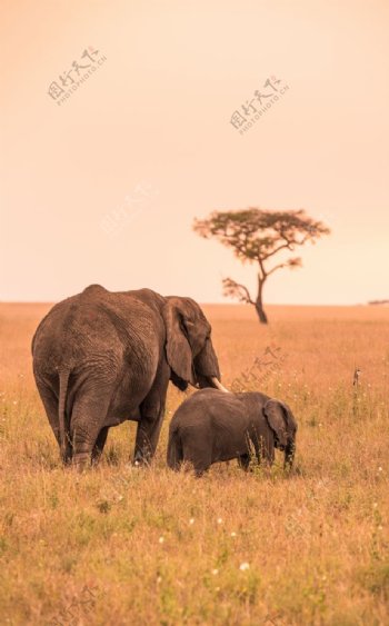 两头大象摄影图片