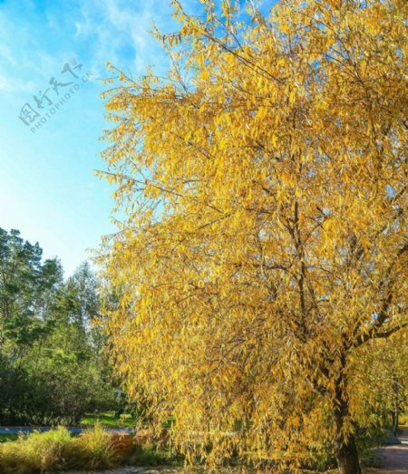 秋天的大树图片