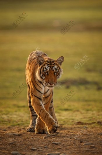 散步中的大老虎图片