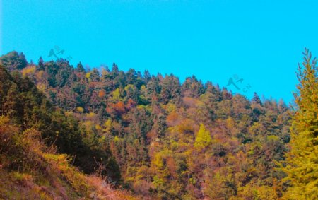 秋的颜色图片