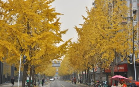 银杏街景图片