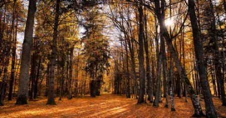 秋季森林树木背景海报素材图片