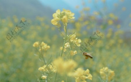 油菜花图片