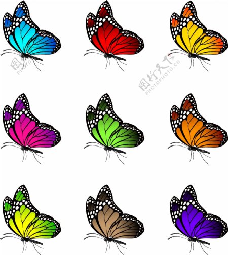 彩色蝴蝶侧面图片
