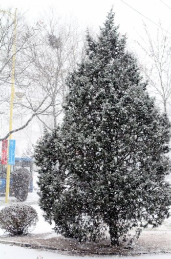 大雪中的松树图片