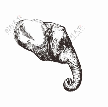 大象头像图片