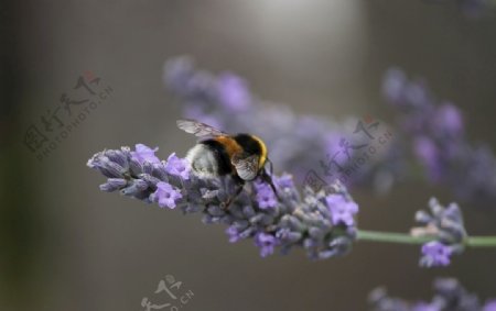 大黄蜂胡蜂黑尾胡蜂马蜂图片