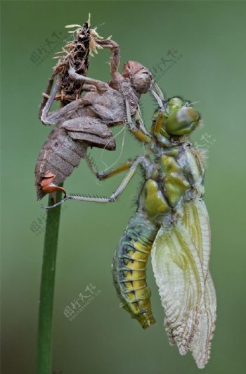 昆虫图片