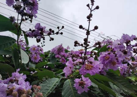 大叶紫薇图片