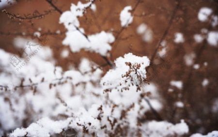 雪压树枝特写图片