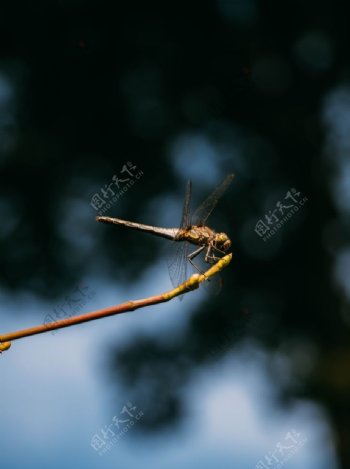 枝头上的蜻蜓图片