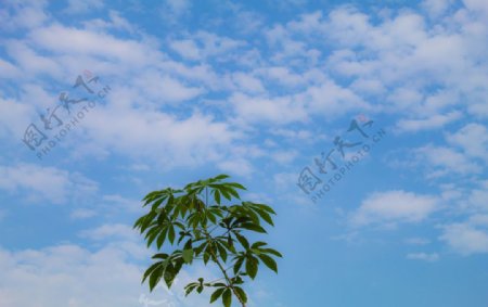 蓝天白云树叶图片