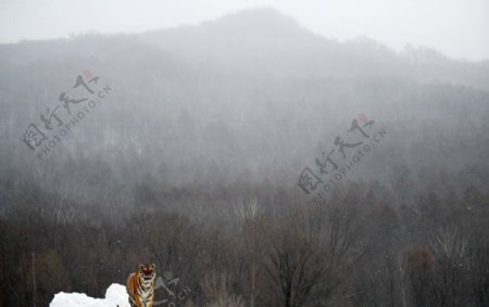 一只东北虎站在雪中图片