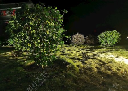 夜间草坪图片