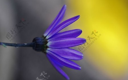 蓝色优雅的瓜叶菊图片