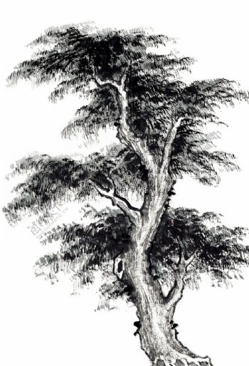 水墨古树图片