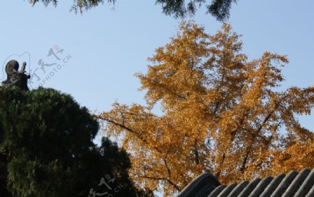 银杏树图片