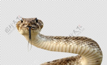 蛇图片
