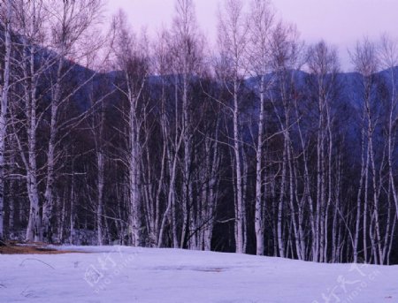 冬季的白桦林图片
