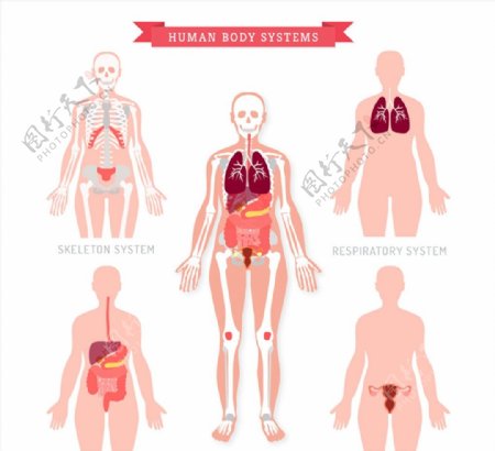人体五大循环系统图片