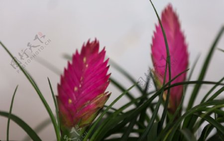紫花凤梨图片