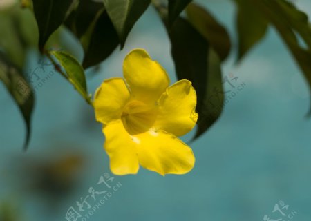 黄蝉花图片