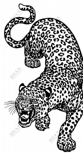 黑白帅气豹子酷豹豹子印花图片