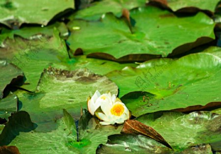 池塘里盛开的一朵莲花图片