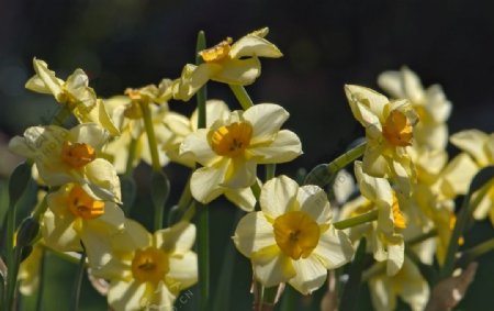 漂亮的黄色水仙花图片