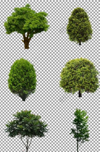 茂盛的绿色树木图片