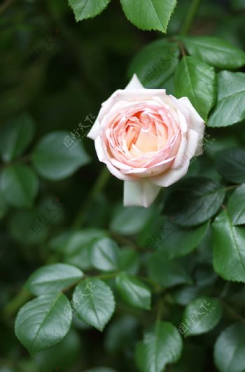 一朵盛开的粉玫瑰图片