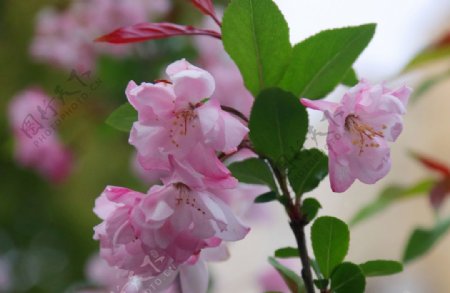 粉色海棠花拍摄素材图片