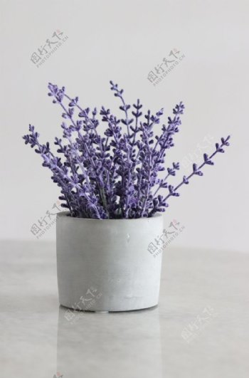 紫色薰衣草图片