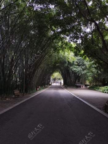 园林风景竹林道路图片