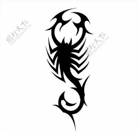 黑白蝎子图图片
